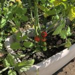 夏野菜をパクリ！➀