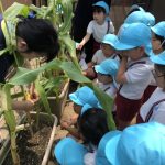 とうもろこしができたよー！