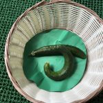 夏野菜が出来ました！